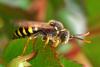 Nomada sp.